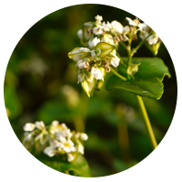 Buckwheat Leaves/Flower