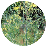 Fennel